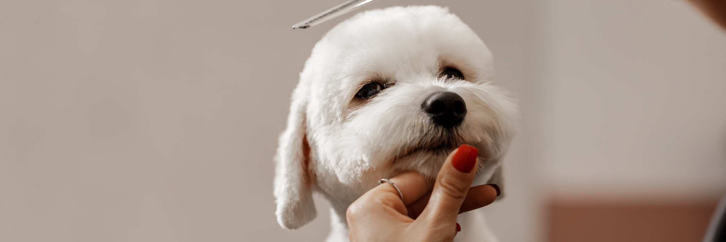 Dog having a wash.