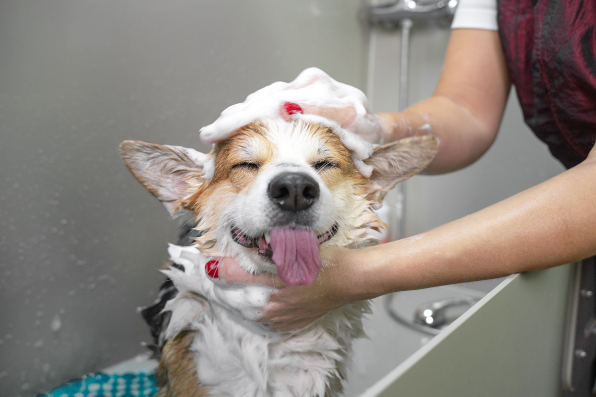 Dog having a wash.