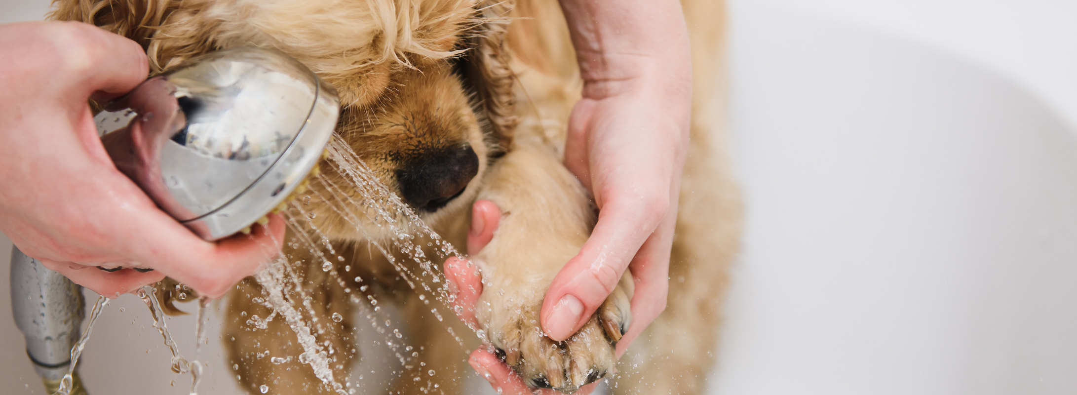 Dog having a wash.